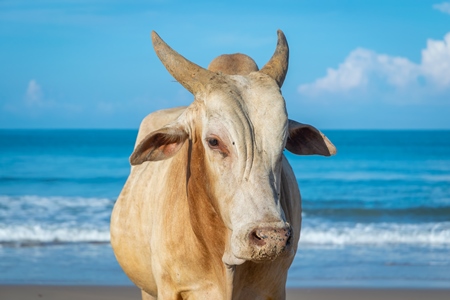 Cow on the beach in Goa, India