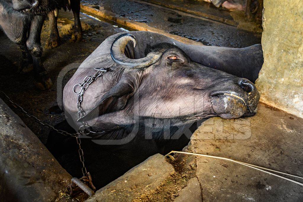 Sick or ill Indian buffalo chained up on an urban dairy farm or tabela, Aarey milk colony, Mumbai, India, 2023