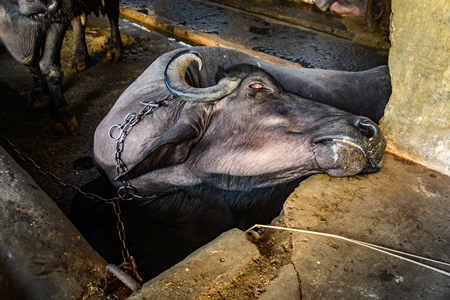 Sick or ill Indian buffalo chained up on an urban dairy farm or tabela, Aarey milk colony, Mumbai, India, 2023