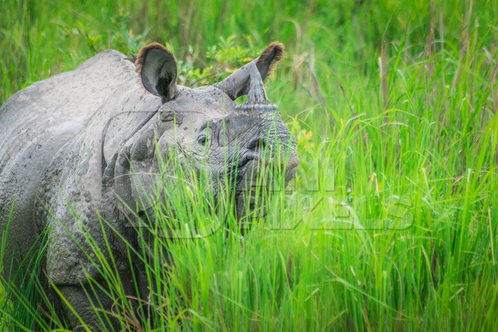 Indian one horned rhino wild animal in the green grass seen on safari at Kaziranga national park in Assam, India