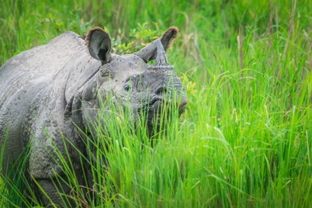 Indian one horned rhino wild animal in the green grass seen on safari at Kaziranga national park in Assam, India