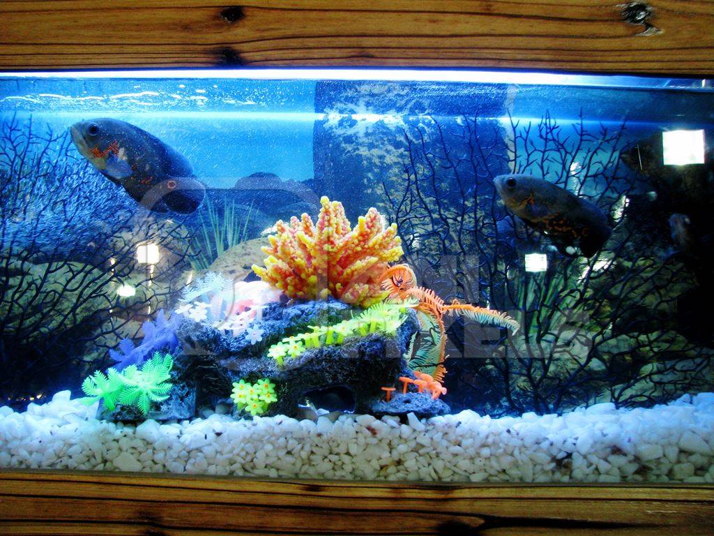 Fishes kepts as pets in captivity in tank or aquarium