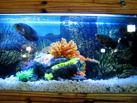 Fishes kepts as pets in captivity in tank or aquarium