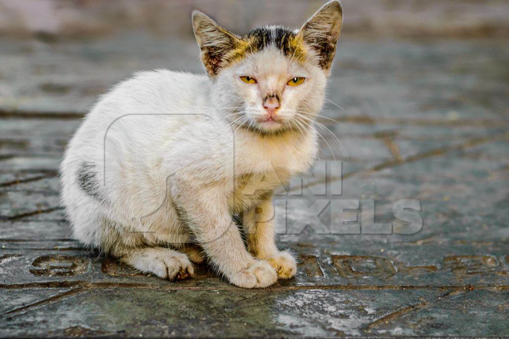 Small sad cute white Indian street kitten sitting on grey pavement