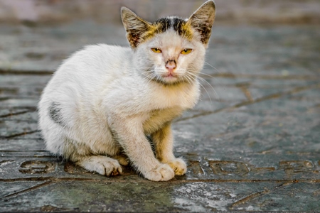 Small sad cute white Indian street kitten sitting on grey pavement