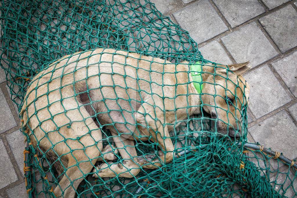 Street dog caught in net for anti rabies vaccination
