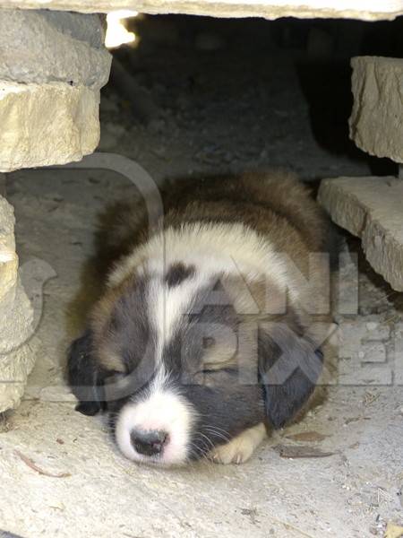 Small fluffy puppy sleeping in hole