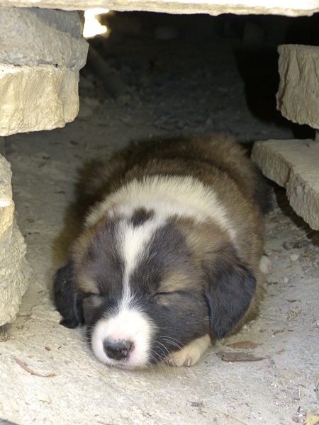 Small fluffy puppy sleeping in hole