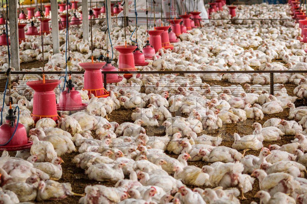 White broiler chickens raised for meat on a large poultry broiler farm in Maharashtra in India