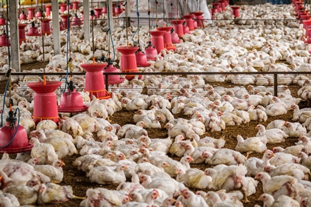 White broiler chickens raised for meat on a large poultry broiler farm in Maharashtra in India