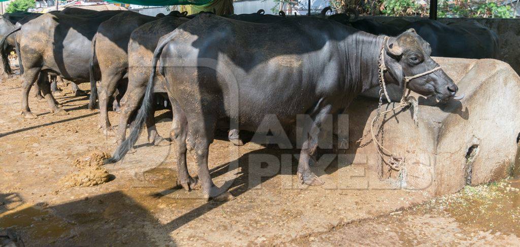 Farmed buffaloes  in urban dairy tied up in dirty conditions