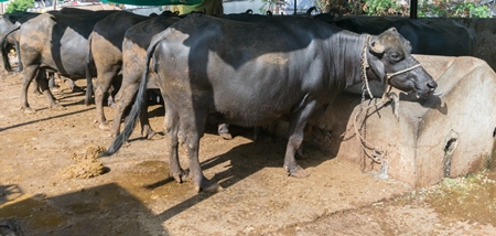 Farmed buffaloes  in urban dairy tied up in dirty conditions