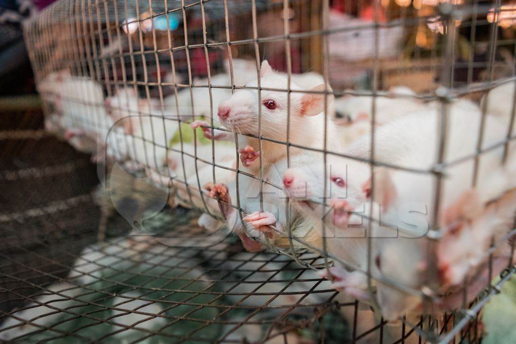 Small white mice in a cage on sale at an exotic market in Dimapur in Nagaland, 2018