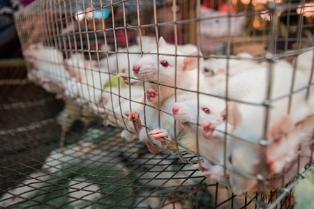 Small white mice in a cage on sale at an exotic market in Dimapur in Nagaland, 2018