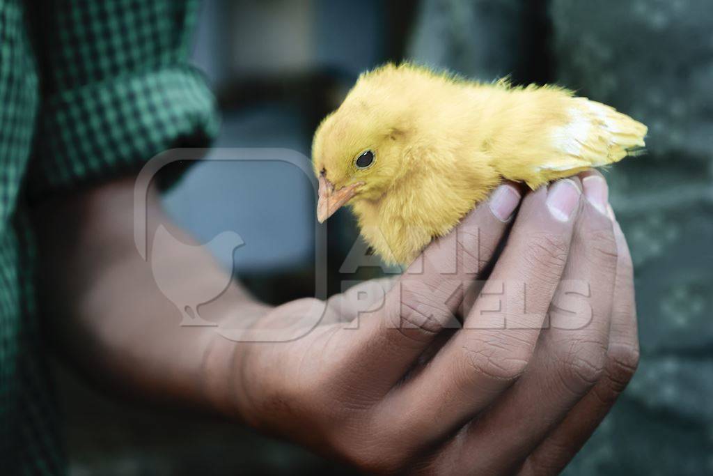 Small yellow artificially dyed yellow chick held in boy