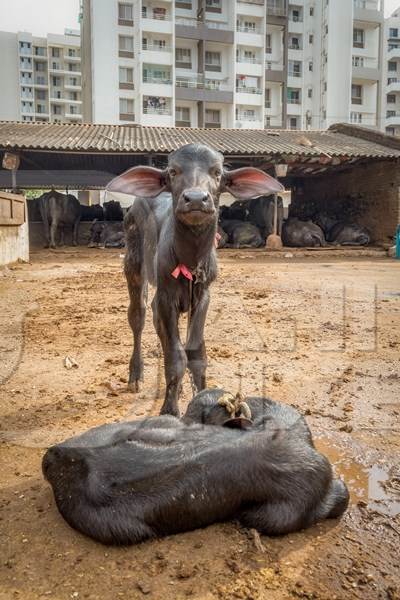 Farmed Indian buffalo calves  on a large urban dairy farm in a city in Maharashtra, India