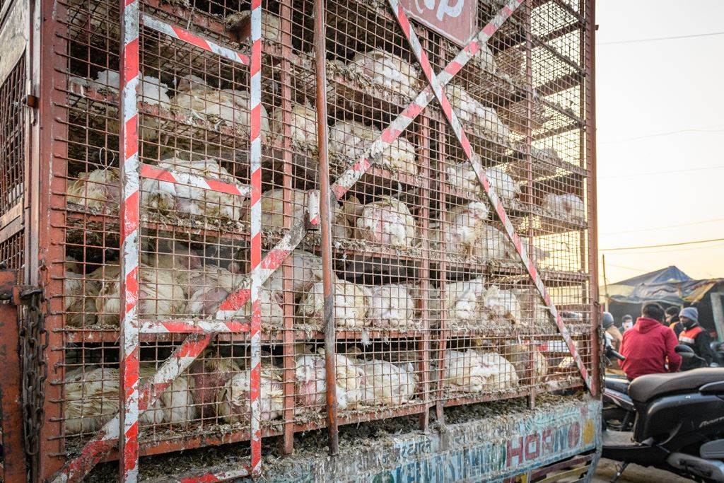 Many Indian broiler chickens in cages on large transport trucks at Ghazipur murga mandi, Ghazipur, Delhi, India, 2022