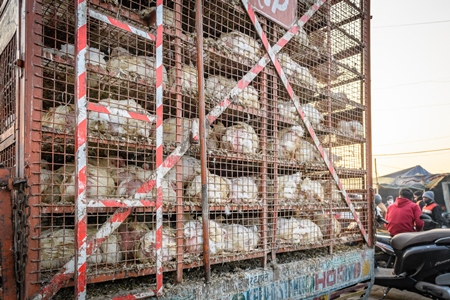 Many Indian broiler chickens in cages on large transport trucks at Ghazipur murga mandi, Ghazipur, Delhi, India, 2022