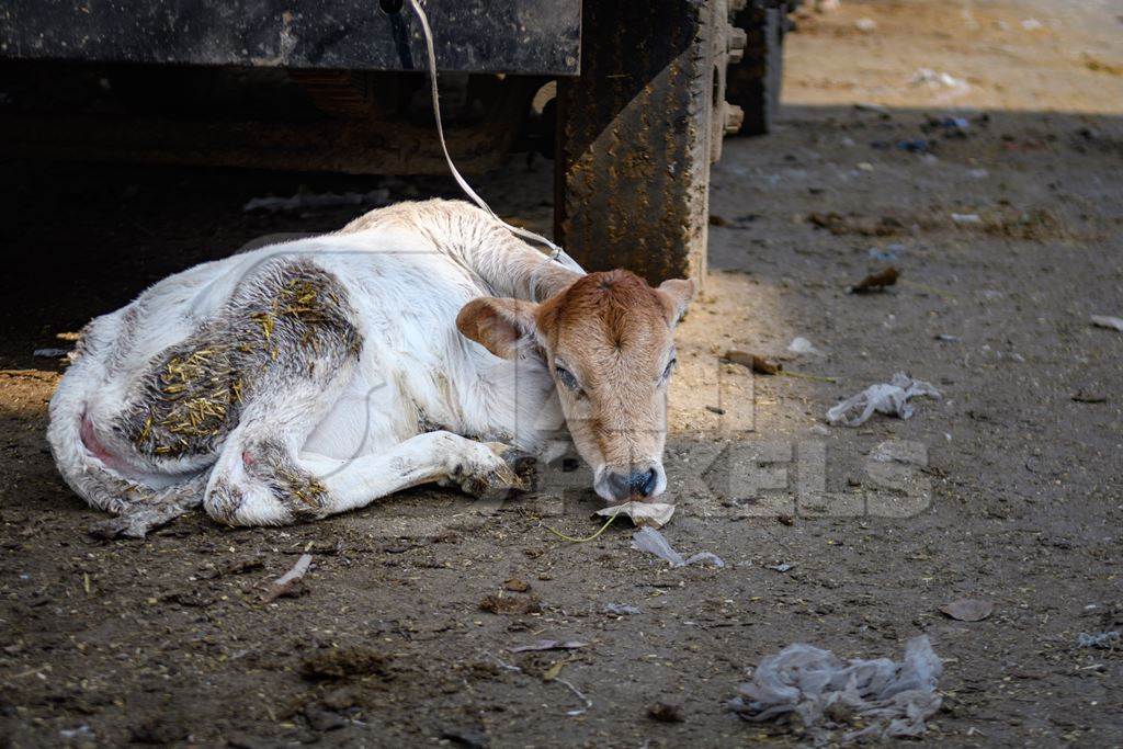 Sad small Indian dairy cow calf tied up in the street near Ghazipur Dairy Farm, Delhi, India, 2022