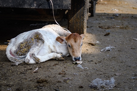 Sad small Indian dairy cow calf tied up in the street near Ghazipur Dairy Farm, Delhi, India, 2022