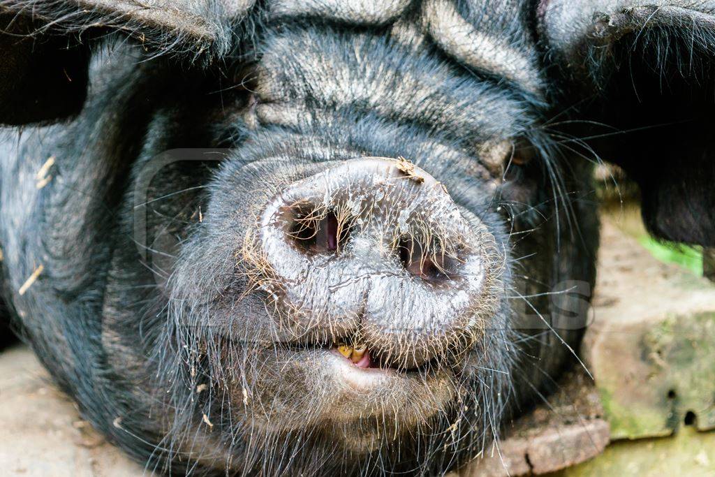 Pig in wooden pig pen on farm in rural Nagaland