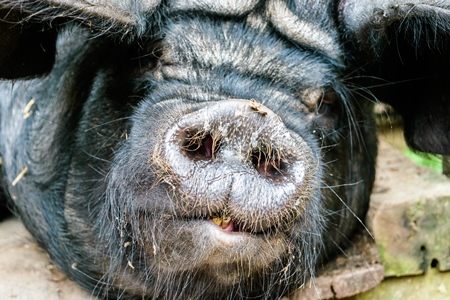 Pig in wooden pig pen on farm in rural Nagaland