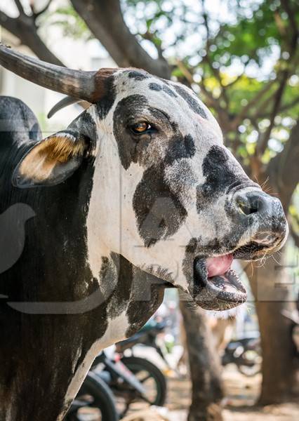 Black and white street cow or bull on street in city in Maharashtra