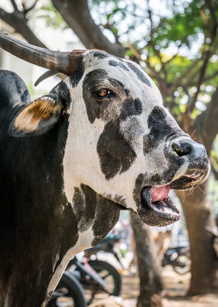 Black and white street cow or bull on street in city in Maharashtra