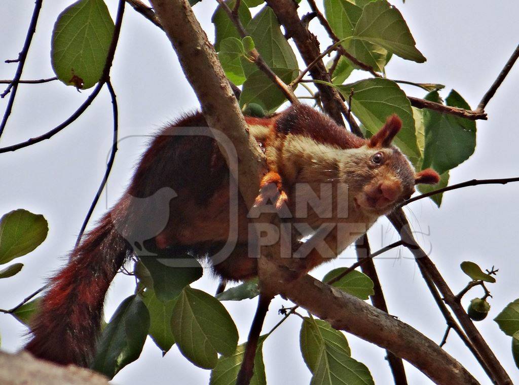 Giant Indian malabar squirrel in a tree