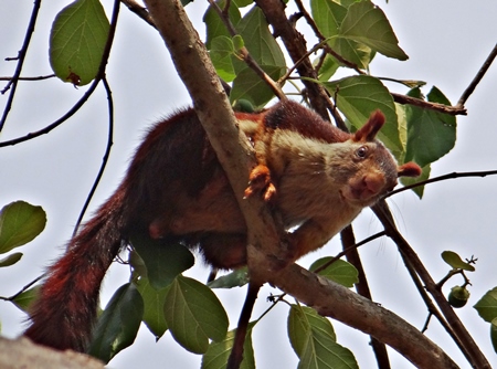 Giant Indian malabar squirrel in a tree