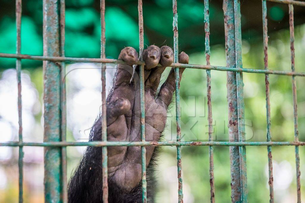 Close up of hand of Lion tailed macaque monkey held captive in a barren cage in captivity at Thattekad mini zoo