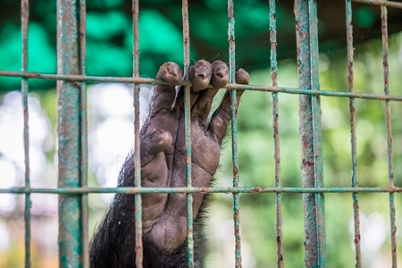 Close up of hand of Lion tailed macaque monkey held captive in a barren cage in captivity at Thattekad mini zoo