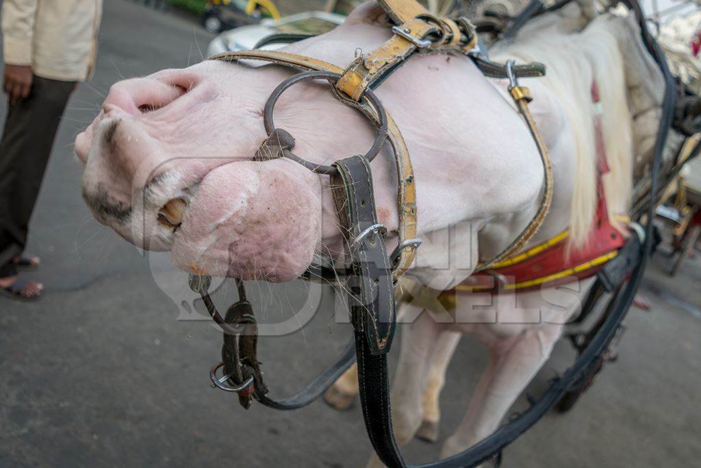 Close up of head of grey horse used for carriage rides in Mumbai in harness and decorated carriage in urban city street with Taj Mahal hotel in background