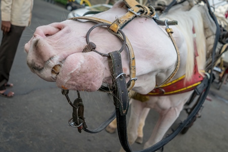 Close up of head of grey horse used for carriage rides in Mumbai in harness and decorated carriage in urban city street with Taj Mahal hotel in background