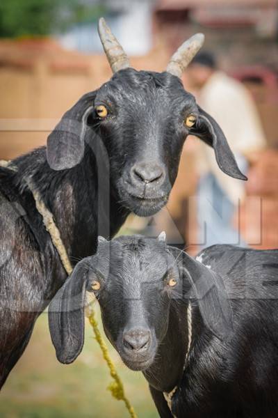 Two black goats mother and baby goat in a village in rural Bihar