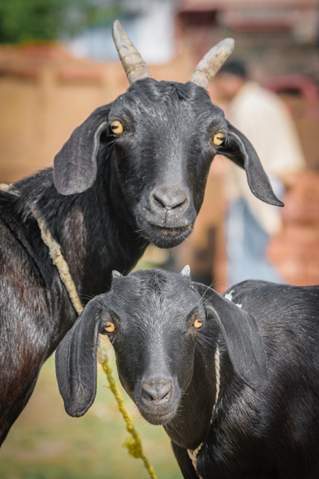 Two black goats mother and baby goat in a village in rural Bihar