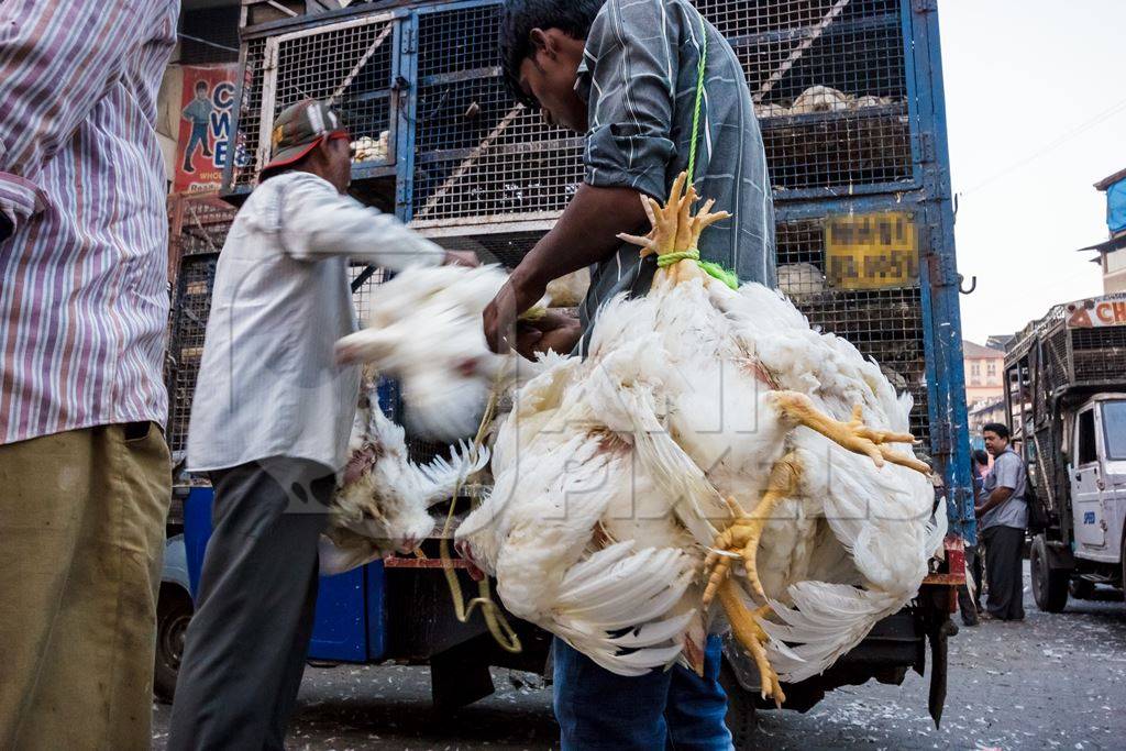 Broiler chickens hanging upside down being unloaded from transport trucks near Crawford meat market in Mumbai