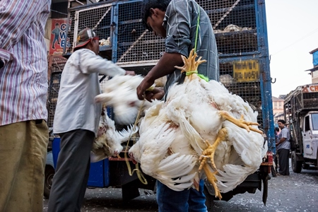 Broiler chickens hanging upside down being unloaded from transport trucks near Crawford meat market in Mumbai