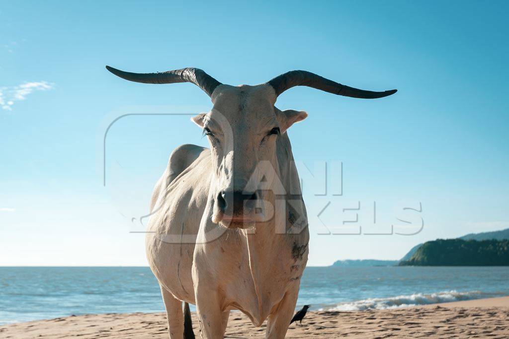 Cow on the beach in Goa, India