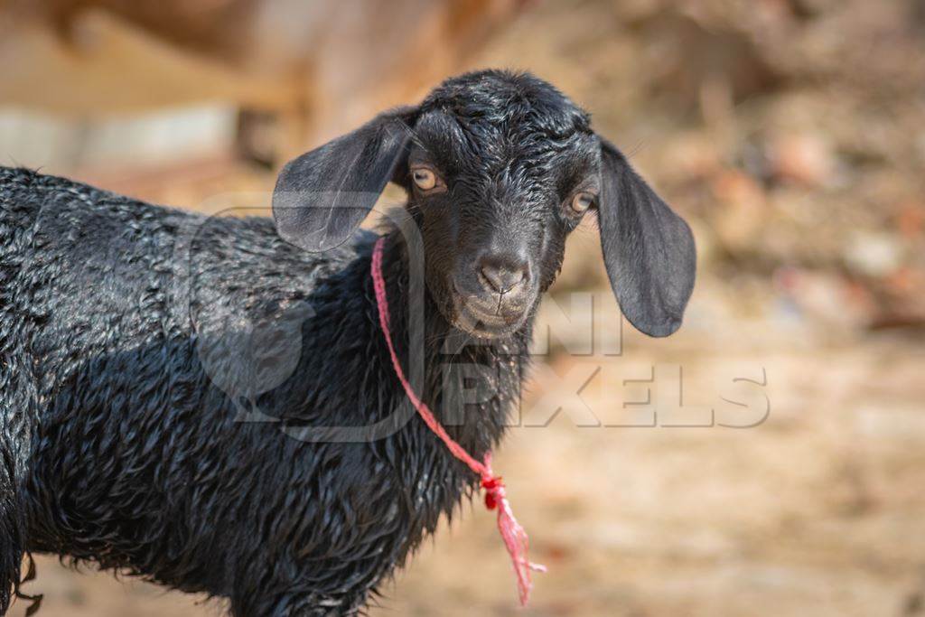 Black goat in village in rural Bihar