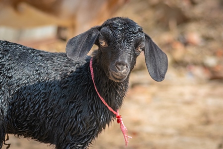 Black goat in village in rural Bihar