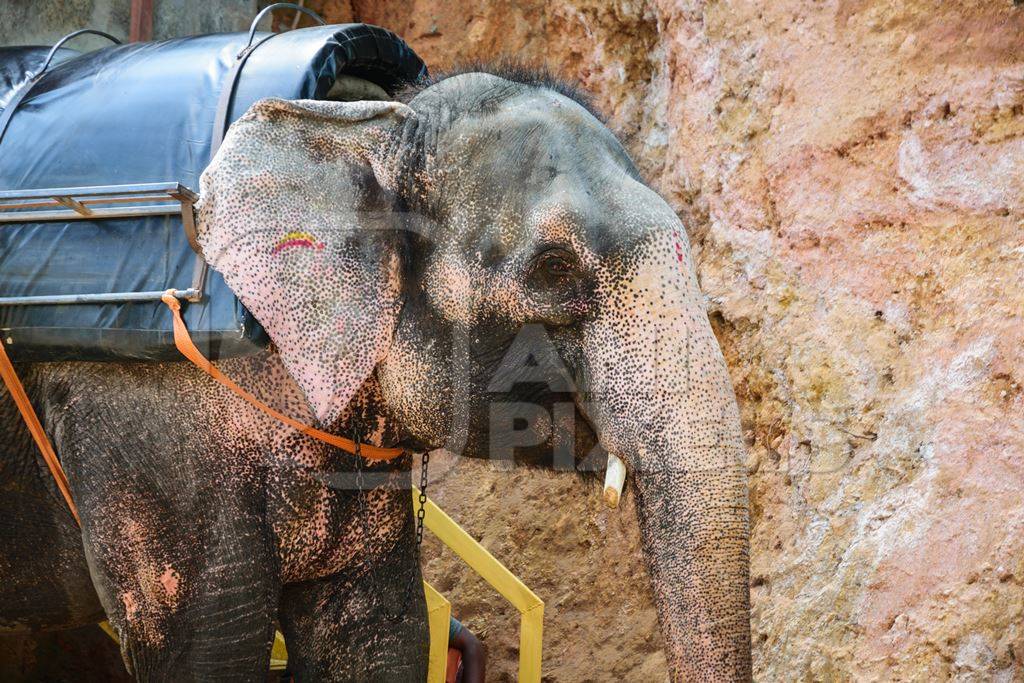 Elephant used for tourist rides in the hills of Munnar in Kerala