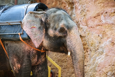 Elephant used for tourist rides in the hills of Munnar in Kerala