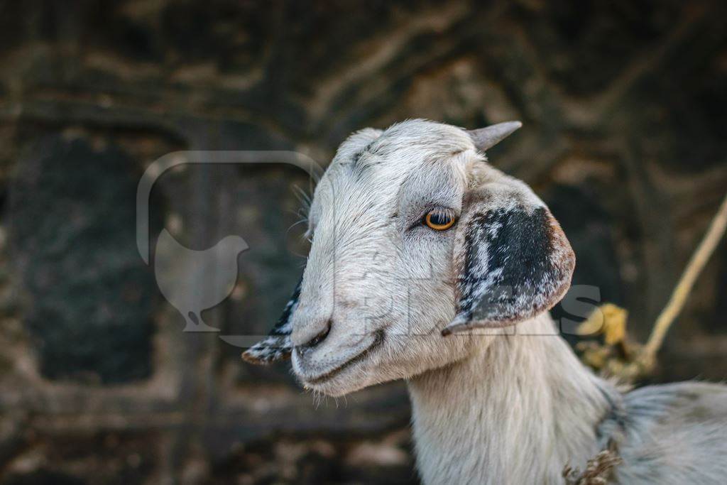 White goat tied up in front of grey wall background in front of mutton shop