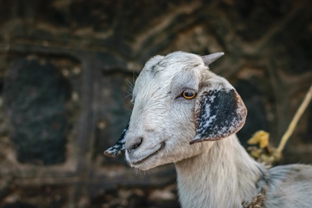 White goat tied up in front of grey wall background in front of mutton shop