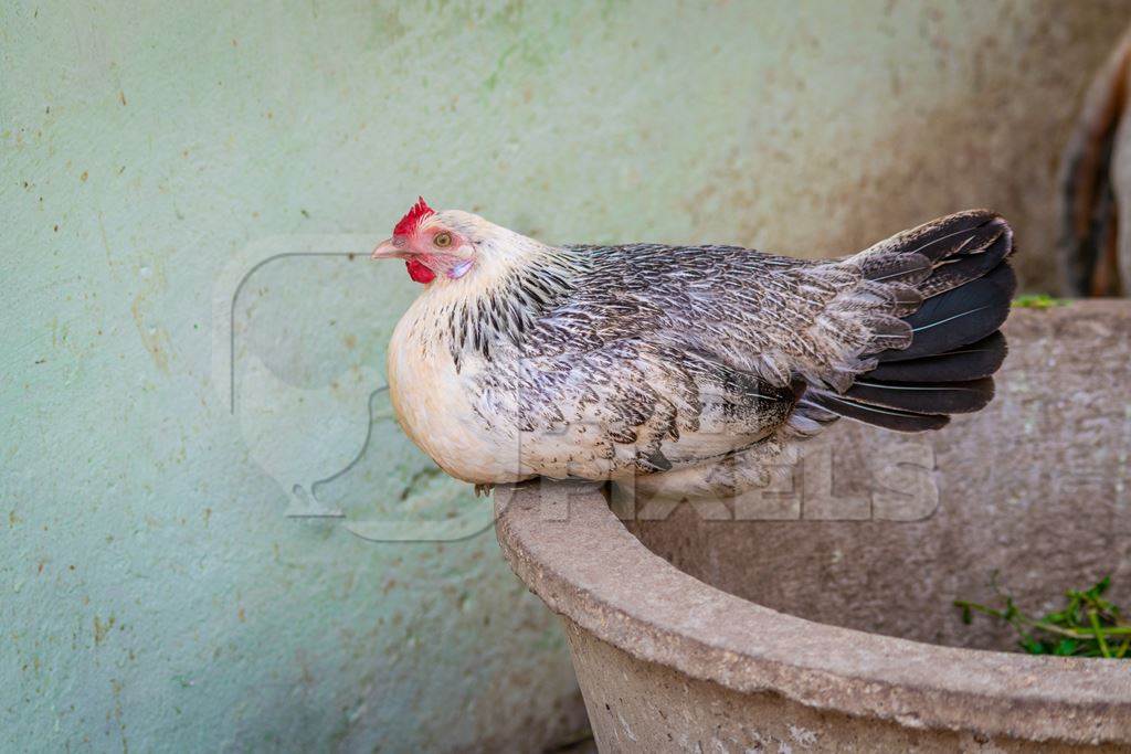 Chicken in a village in rural Bihar, India