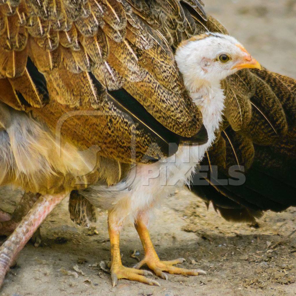 Small baby chick peeping out from mother hen