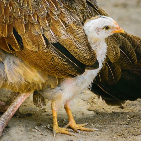 Small baby chick peeping out from mother hen