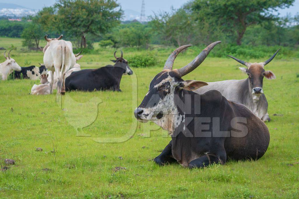 Indian cows or cattle from a dairy farm grazing in a green field on the outskirts of a city in Maharashtra in India