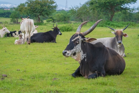 Indian cows or cattle from a dairy farm grazing in a green field on the outskirts of a city in Maharashtra in India